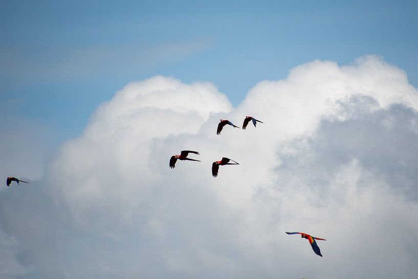 Les aras en quelques mots par Ton Wever