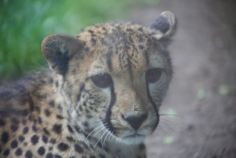 jachtluipaard by marijke servaes