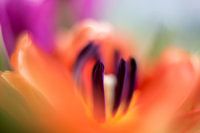 orangefarbene Tulpe