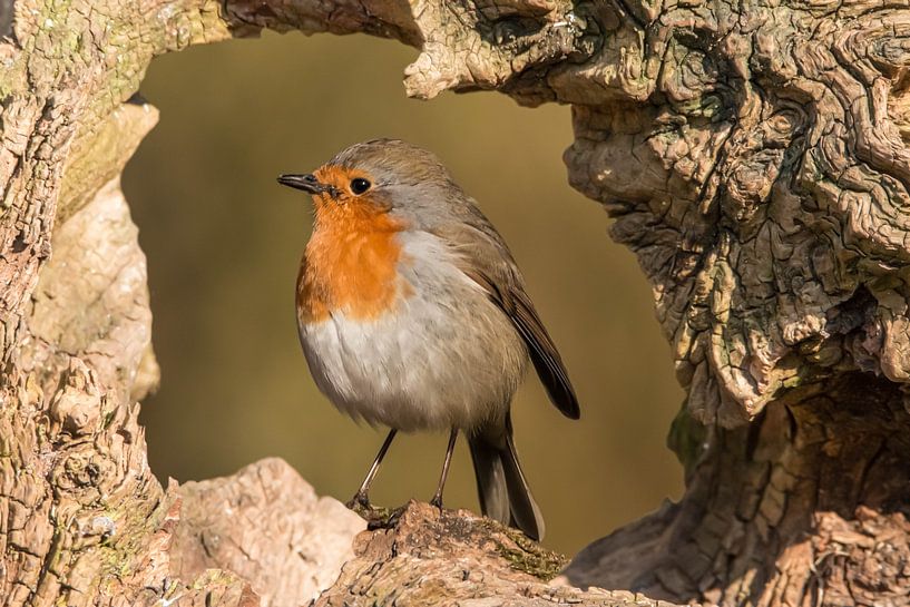 Robin par Gert Hilbink