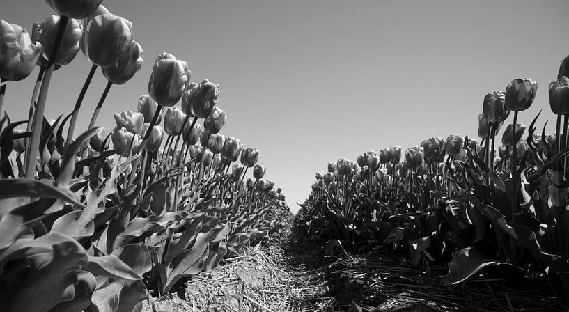 Tulipes ZW par Ingrid Mooij