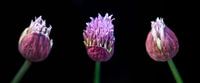 Three allium flowers on black
