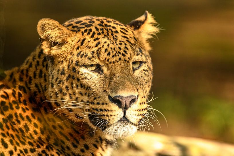 Léopard se reposant au soleil par Sjoerd van der Wal Photographie