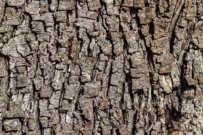 Bark texture by Domicile Media