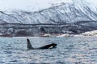 Orque et maisons rouges en Norvège.