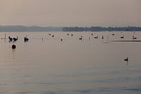 Lake Constance in the morning