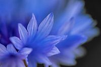 Mystischer Blütentraum