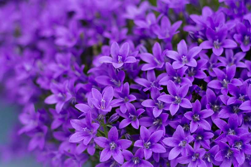 Blauwe regen von Angelique van Waarde