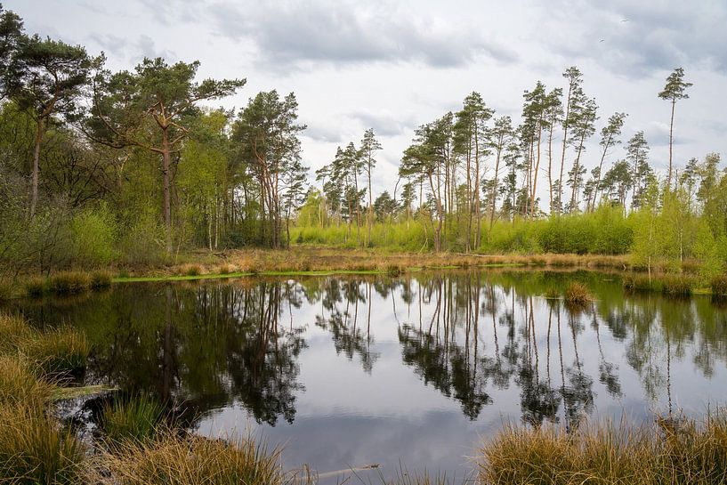 Bäume spiegeln sich im Wasser von Goffe Jensma