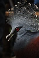 Le pigeon : l'étoile du ciel&quot ;