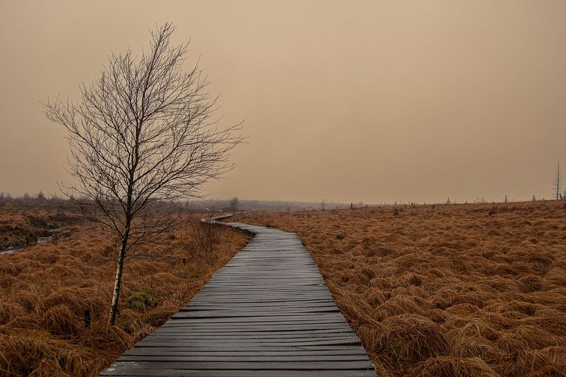 Une passerelle en bois traverse les Hautes Fagnes en Belgique par David Esser