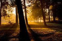 Herbstwald mit goldenem Gegenlicht