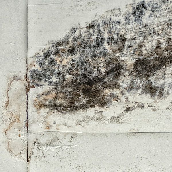 Vocht van Monique van Velzen