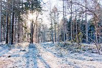 Forest in Drenthe on a winter's day with sunshine