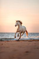 Pferd im Galopp am Strand | Sonnenuntergang