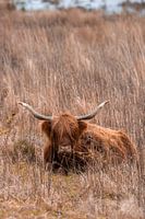 Scottish highlander in the grass