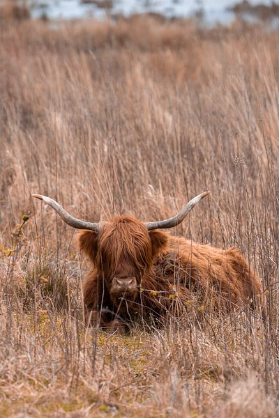 Schottischer Highlander im Gras von Lopen in de natuur