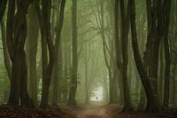 Green Speulderforest