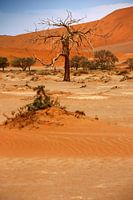 NAMIBIE ... Namib Desert Tree VI