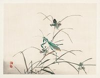 Grashüpfer Japanische Illustration Kōno Bairei (1844-1895).