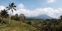 Volcanic views over rice fields