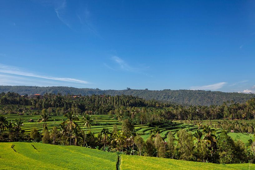 Panorama des wunderschönen terrassenförmig angelegten Reisfeldes in Bali Indonesien von Tjeerd Kruse