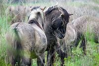 Les chevaux Konik dans les Oostvaardersplassen