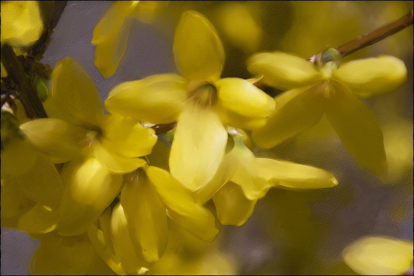 Frühling - Forsythie von Christine Nöhmeier