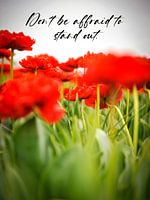 Haben Sie keine Angst, aufzufallen