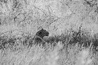 Leopard im Schatten | Etosha, Namibia