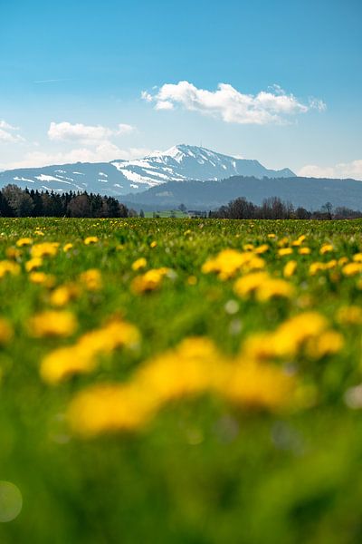 Lentekriebels in de Allgäu met sneeuw bij de Grünten van Leo Schindzielorz