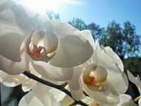 Witte orchidee