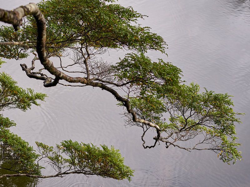 Bonsai im neuseeländischen Stil von Keith Wilson Photography