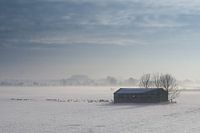 Was suchen die Gänse?