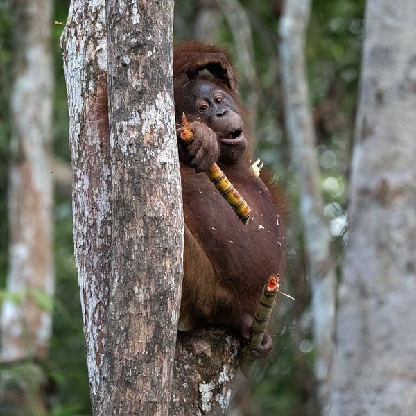 Teenage orangutan breaks a sugarcane stem by Anges van der Logt
