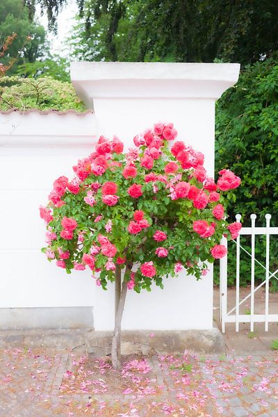 Rosier, mur par Torsten Krüger