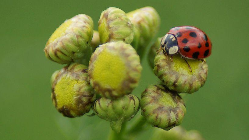 Coccinelle sur un bouton de fleur par Masselink Portfolio