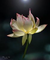 Der heilige Lotus (Nelumbo nucifera)