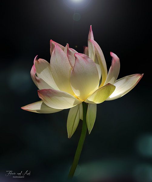 Der heilige Lotus (Nelumbo nucifera) von Flower and Art
