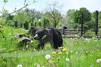 Ours dans l'enclos d'un zoo
