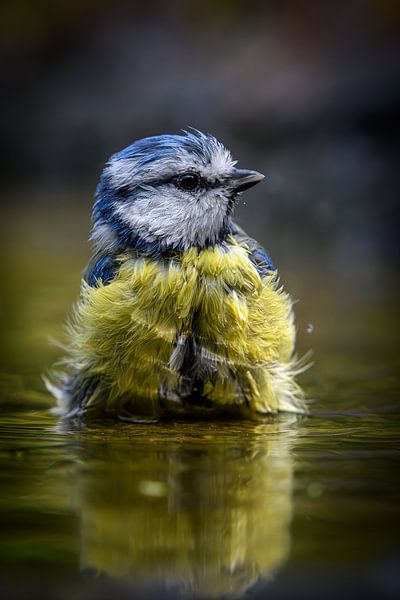 Blue tit in bath by Brenda