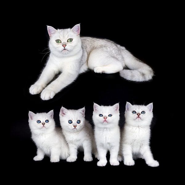Group of young black silver shaded kittens with adult mother cat isolated on black background by Ben Schonewille