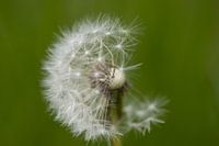 Dandelion blossom