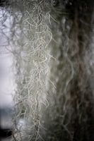 Les artères vitales de la nature : macrophotographies de beautés botaniques