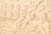 La vie dans le sable