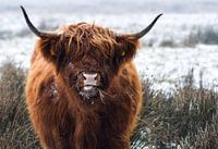 Le Highlander écossais dans la neige.