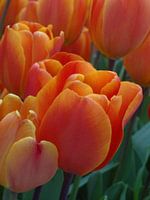 Tulp
