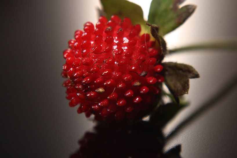 Schijnardbei von Wim Zoeteman