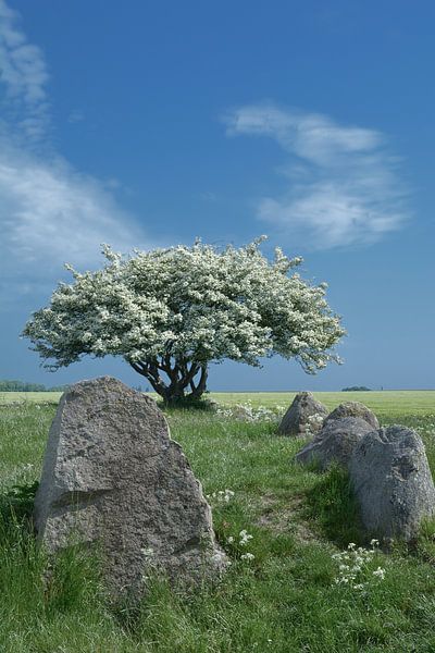 Megalithic tomb in Nobbin on Rügen, Baltic Sea,MVP,Germany by Peter Eckert