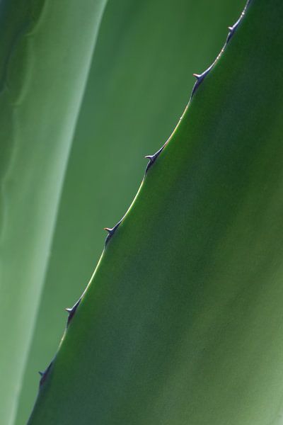 Botanical close-up of agave leaf - natural wall decoration by Photography art by Sacha